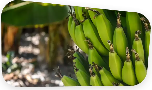 Integrated Recirculating Aquaculture System (RAS) Market, Global Outlook and Forecast 2026-2032